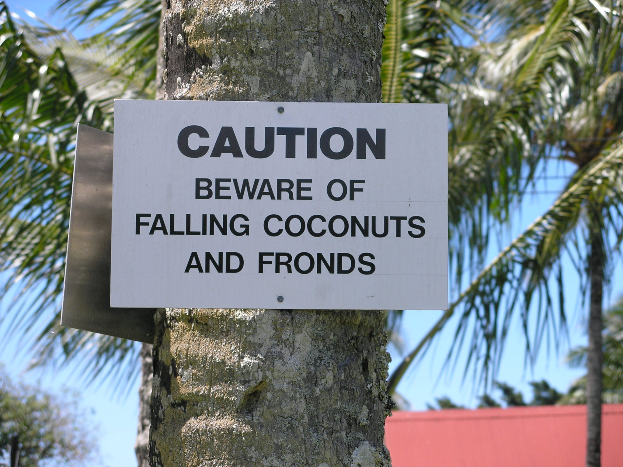 Hawaii Sign reads Caution: beware of falling coconuts and fronds
