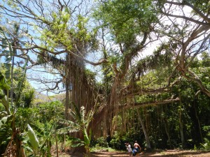 Trees at Honolua Bay, Maui