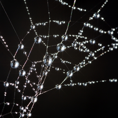 Spiderweb covered with dew against a black background