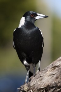 Magpie bird stock photo from Photography by BJWOK on freedigitalphotos.net