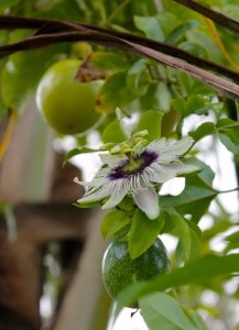 Close-up of lilikoi (passionfruit) flower, with adjacent green and yellow fruit