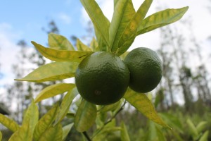 Close-up of tangerine fruits, on tree with yellowing leaves, with ohia trees out of focus in the background