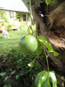 Lilikoi fruit (passionfruit) on vine hanging from palm tree, with house and dog in background