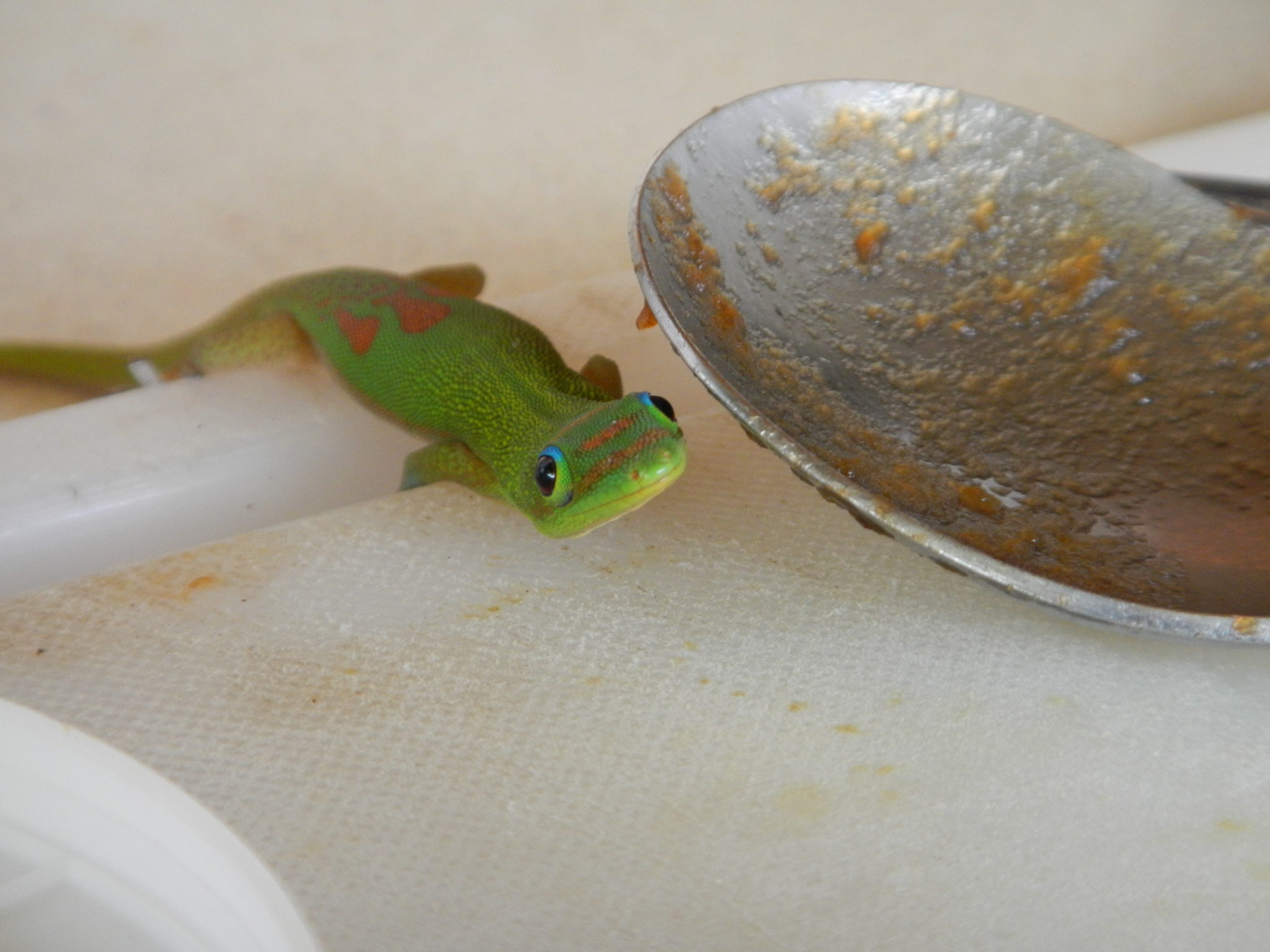 Gecko licking apple butter from a spoon on a cutting board