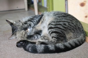 Judy K. Walker's Ninja Kitty curled up with his paws covering his eyes