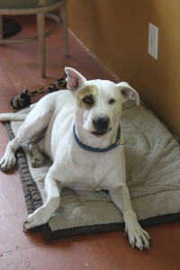 Judy K. Walker's big white dog Fred with one ear up and one down