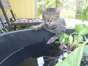 Ninja Kitty drinking from our soon-to-be fish home