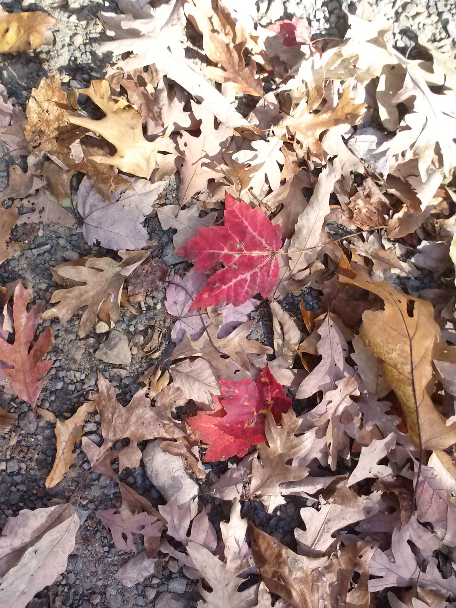 Red maple leaves on the ground