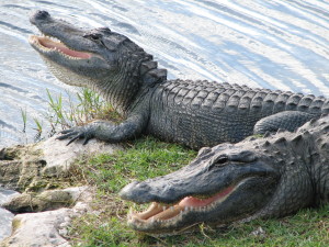 Two alligators with open mouths from nps.gov