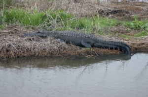 "Gator In The Marsh" by Bill Perry from freedigitalphotos.net