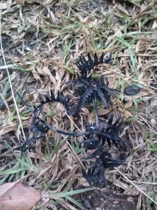 Bits of charred uluhe fern from a brushfire by Judy K. Walker