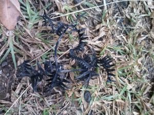 Bits of charred uluhe fern from a brushfire by Judy K. Walker