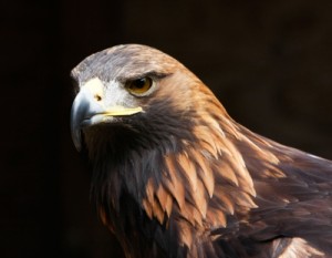 “Close Up Of Eagle” by Tina Phillips from freedigitalphotos.net