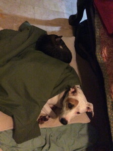 Cold Fred the Dog and Ninja Kitty sleeping together by Judy K. Walker