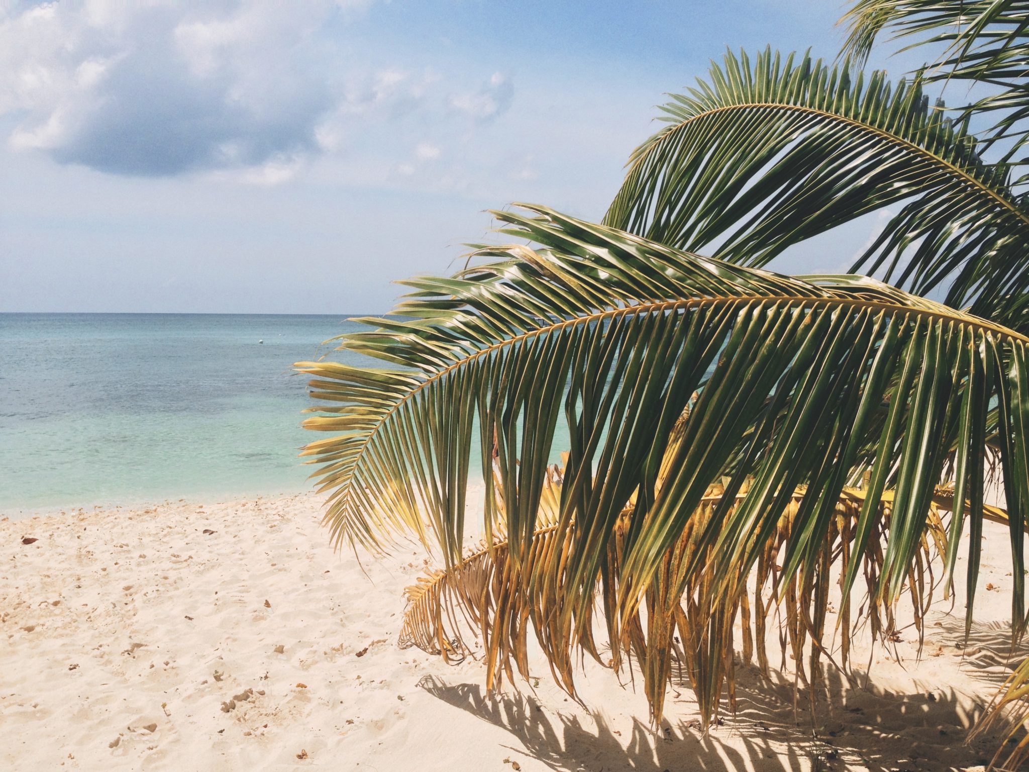 Sandy Beach with palm frond by John Price from stocksnap.io