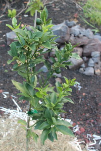 Newly planted kumquat tree with removed rocks in the background by Judy K. Walker