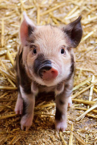 Cute piglet by Petr Kratochvil [Public domain], via Wikimedia Commons