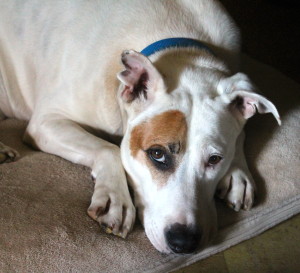 Close-up of Fred, the Best Dog in the World, by Judy K. Walker