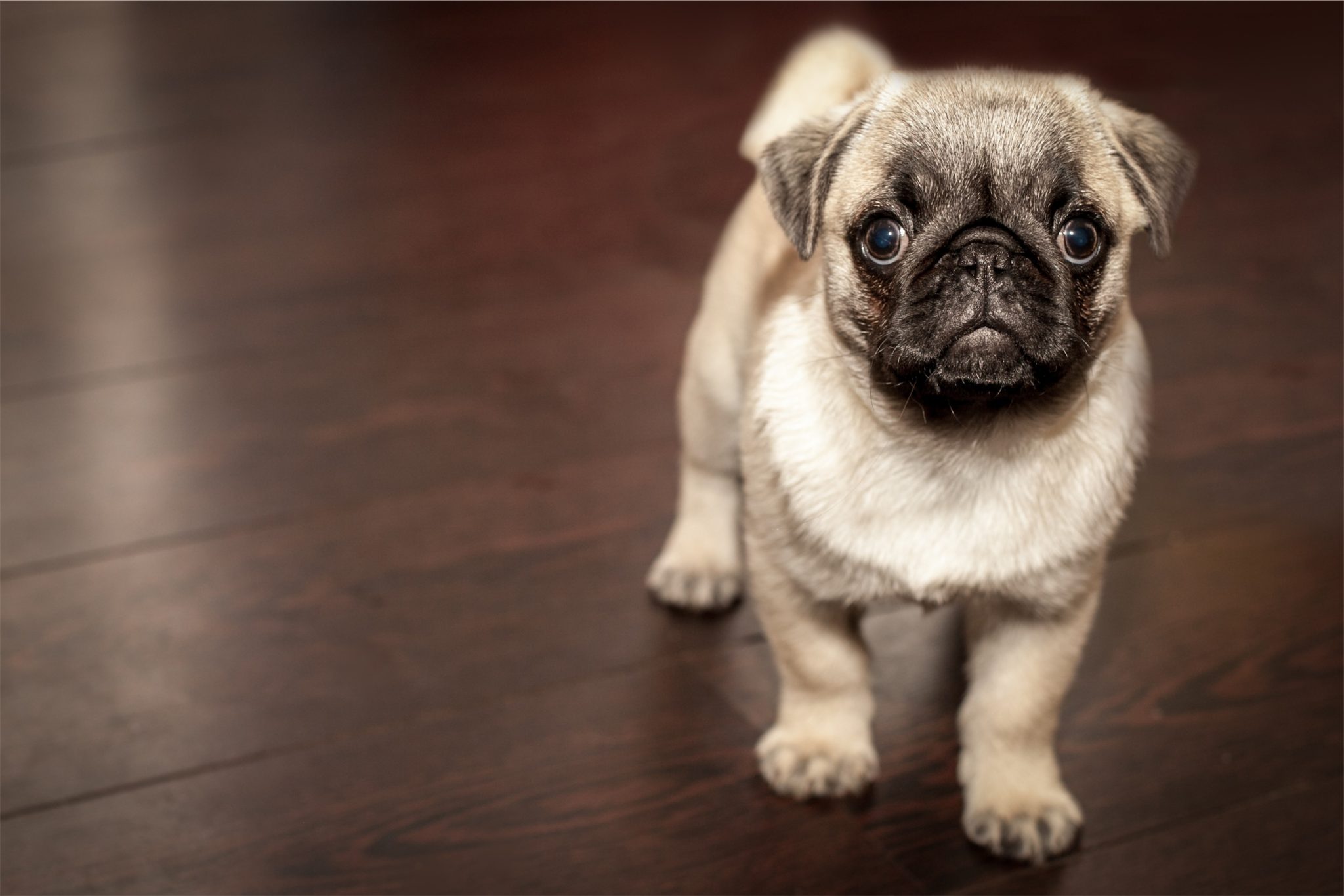 Standing pug dog by Matthew Szwedowski from stocksnap.io