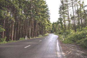 Rural pine road by Milada Vigerova from stocksnap.io