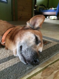 Travis (the Dingbat Dog) at Rest by Judy K. Walker