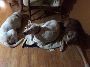 Our Pack by Judy K. Walker