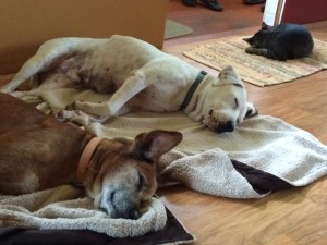 Travis and Fritz (the dogs) and Ninja (the cat) napping on a rainy day by Judy K. Walker