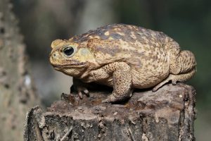 Cane Toad - Rhinella marina