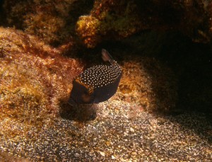 Boxfish at Richardson Beach Park (Hilo, HI) by Judy K. Walker