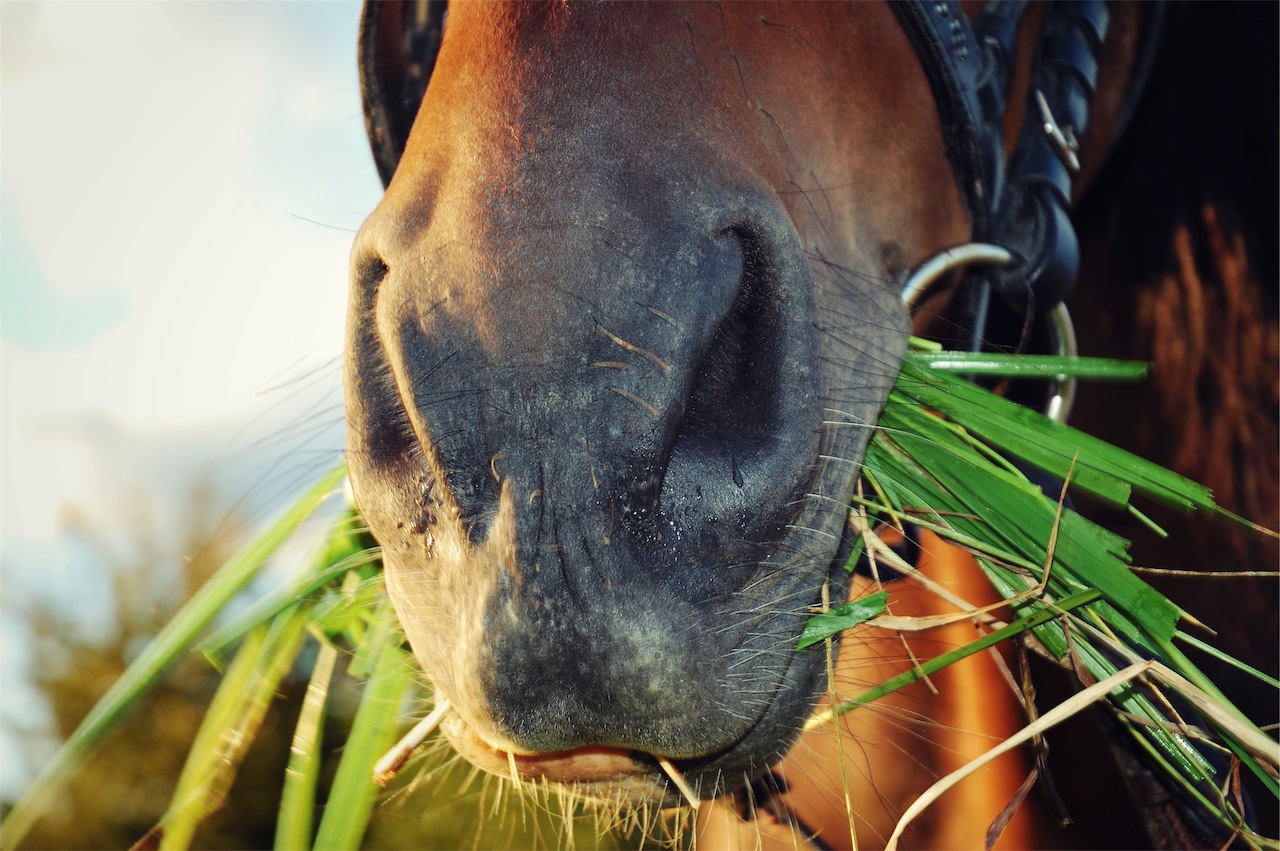Horse eating grass by Bara Cross from stocksnap.io