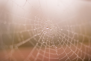 Spider web with rain by Skitter Photo from stocksnap.io