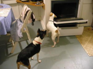 Terriers chasing a rat in a kitchen by Judy K. Walker