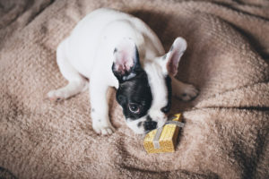 Puppy chewing gift box on a blanket by Freestocks.org from stocksnap.io