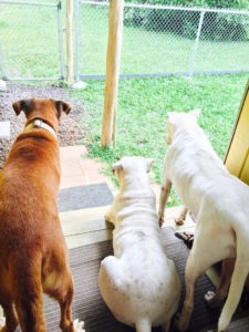 Our three dog sentinels (Travis, Fritz, and Fred) on the top step