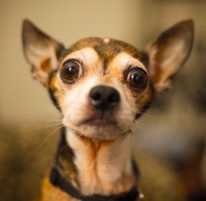 Cute small dog with big eyes by Ryan Pouncey from stocksnap.io