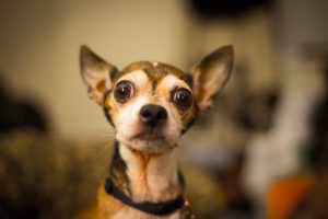 Cute small dog with big eyes by Ryan Pouncey from stocksnap.io