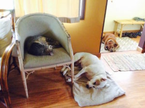 Two of our three dogs and the cat napping while it rains