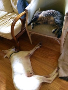 Fred the dog and Ninja Kitty napping by Judy K. Walker