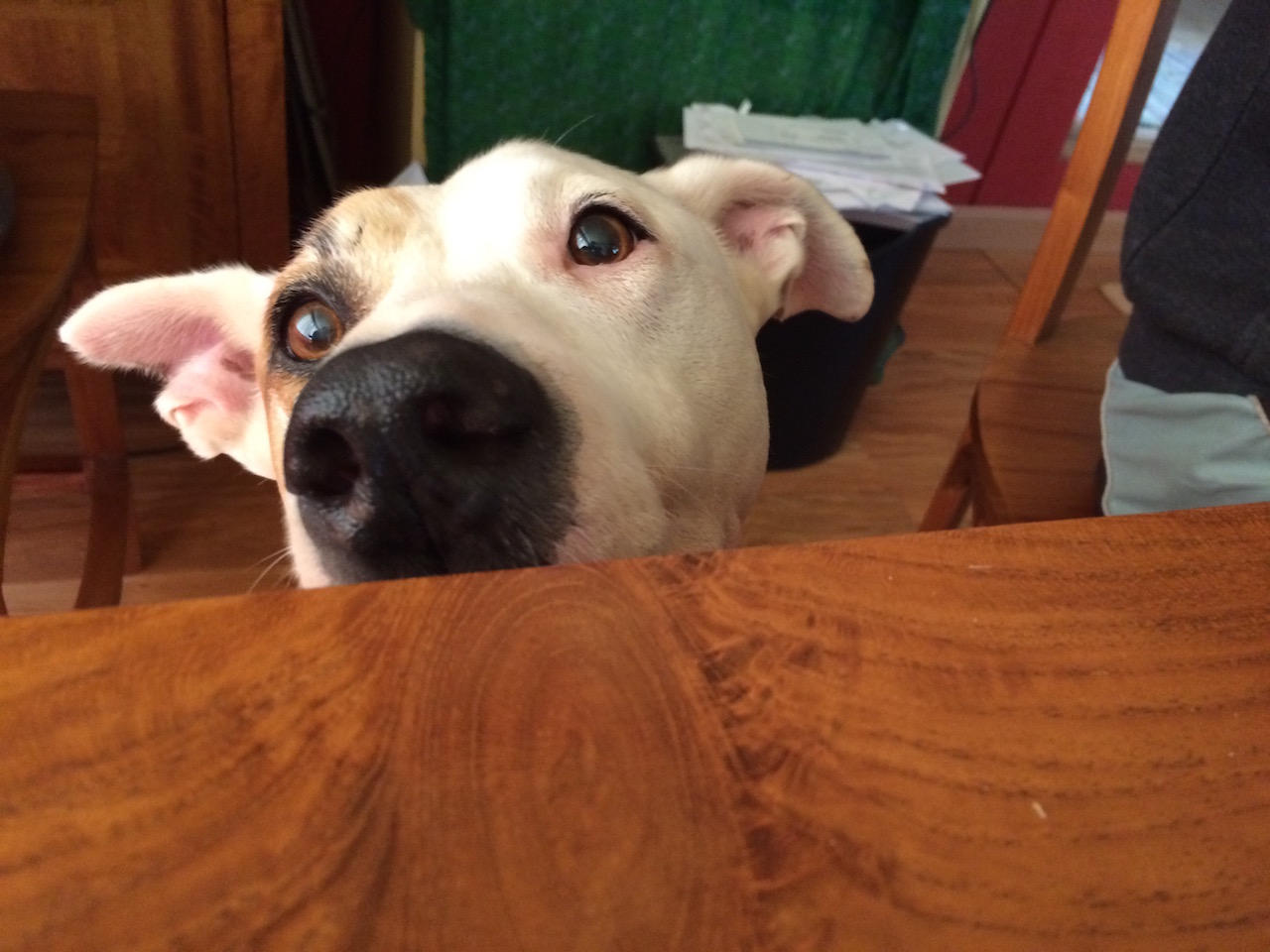 Fred the dog's nose at the dining table by Judy K. Walker