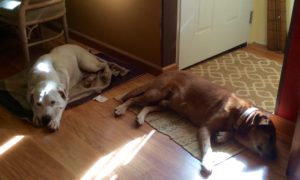 Dogs Fritz and Travis resting by Judy K. Walker