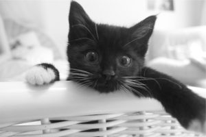 Black kitten in white basket by Maximilian Yachter from stocksnap.io