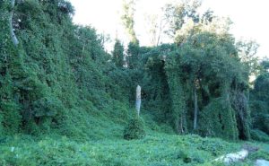 Kudzu on trees in Atlanta, Georgia, By Scott Ehardt (Own work) [Public domain], via Wikimedia Commons