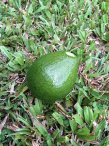 First avocado in our yard by Judy K. Walker