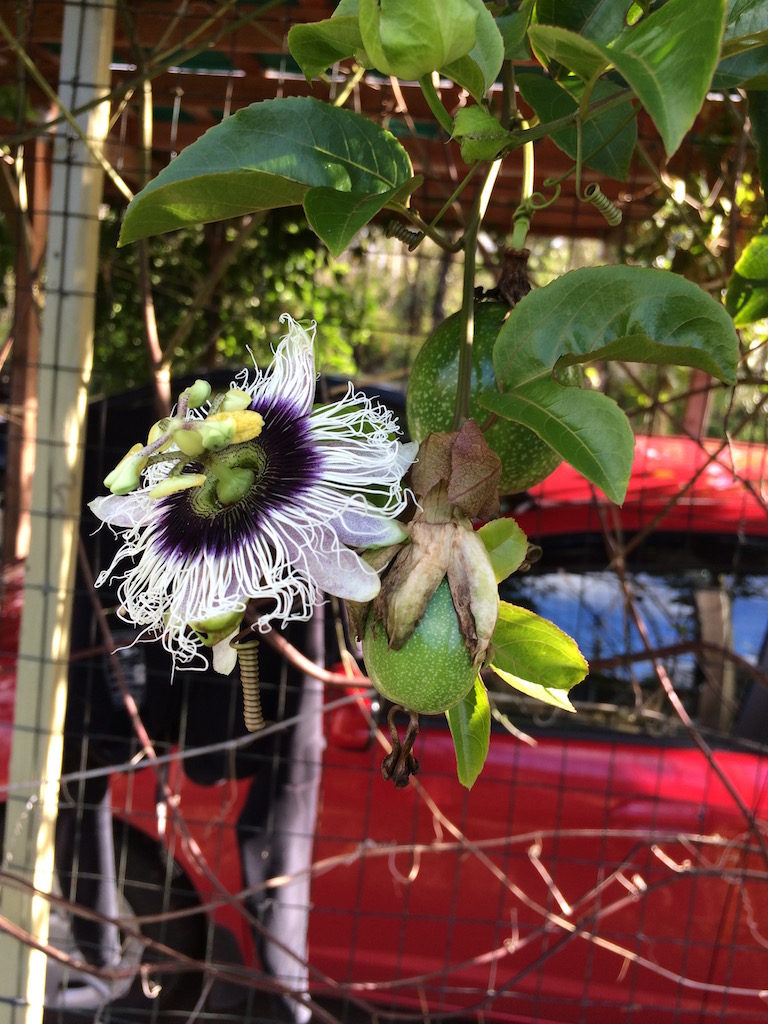 Lilikoi near car by Judy K. Walker