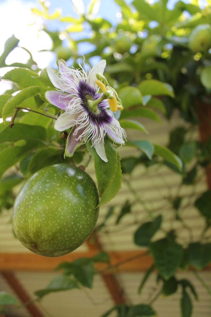 Lilikoi climbing carport by Judy K. Walker