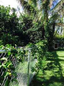 Lilikoi vine on fence by Judy K. Walker