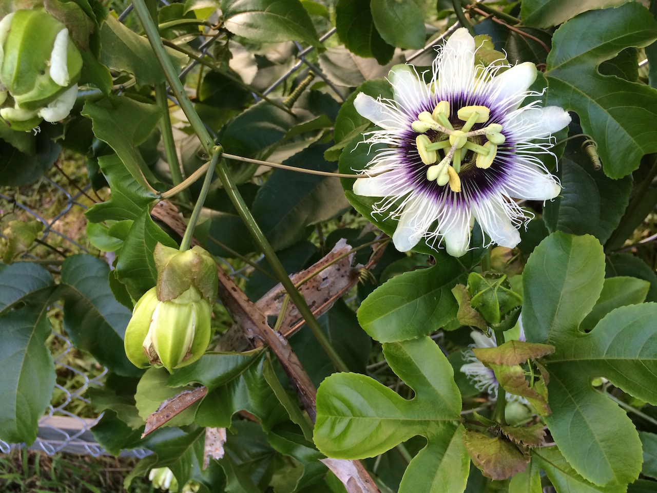 Lilikoi (passion) flower on fence by Judy K. Walker