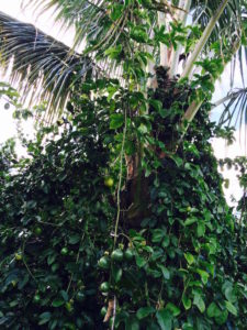 Lilikoi vine climbing palm by Judy K. Walker