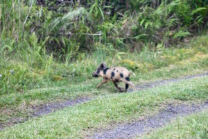 Feral piglet crossing our rural Hawaii driveway by Judy K. Walker