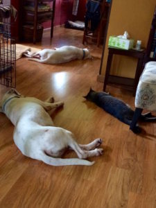 Cat and dogs napping in parallel inside by Judy K. Walker